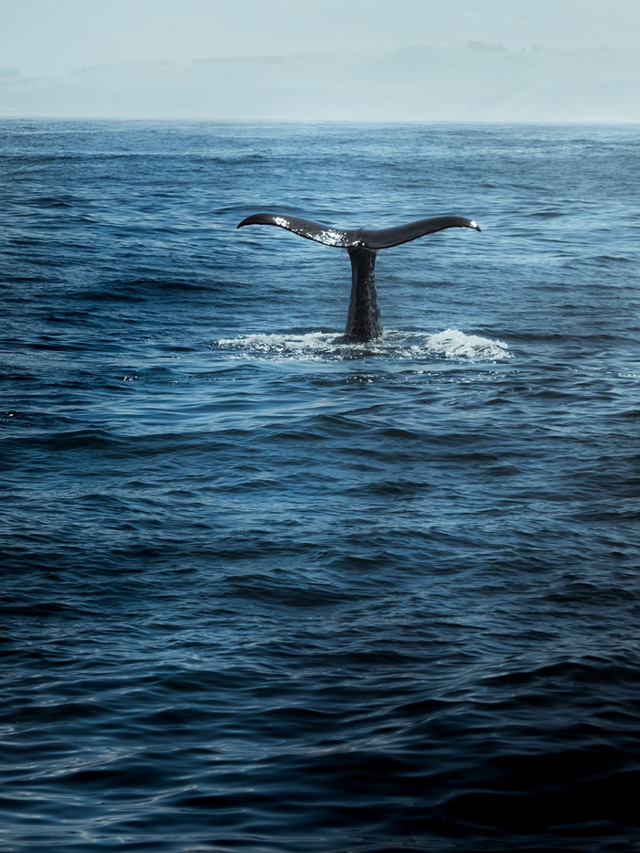 Excursión ballenas, Samaná con Perico Ripiao - Whale excursion, Samaná by Perico Ripiao